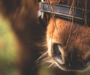 Nashville's best website design and digital marketing agency with full support. Stockdales chose JLB for it web design featuring a farming and horse.