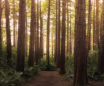 Trees image for the Tennessee website design of JLB, noted the best web design company in Nashville, Brentwood and Franklin TN with SEO, inbound marketing, graphic design and web support services all in-house.