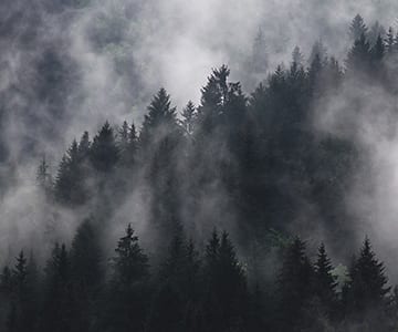 Image of forrest for the Tennessee website design of JLB, noted the best web design company in Nashville, Brentwood and Franklin TN with SEO, inbound marketing, graphic design and web support services all in-house.